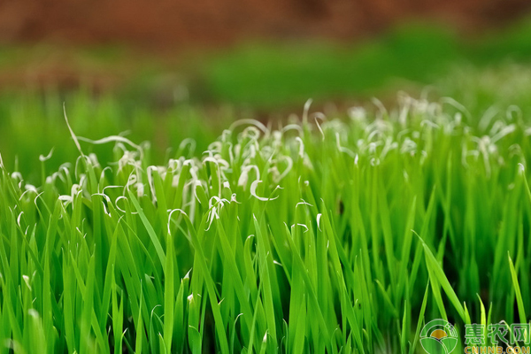 小麥種植灌漿期怎么管理？