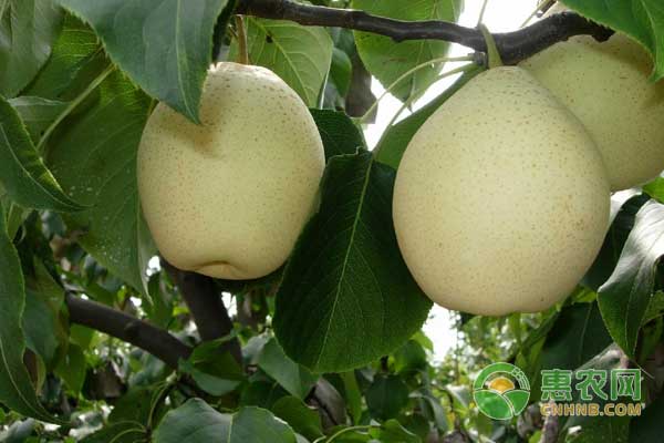 5月份果樹怎么管理？五月果樹管理要點(diǎn)