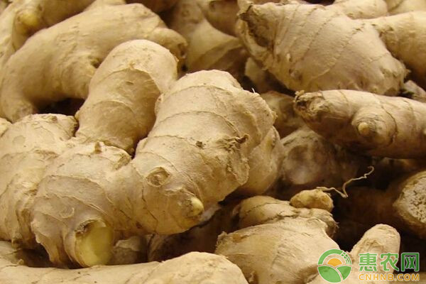 生姜什么時候種？生姜優(yōu)質(zhì)安全高效種植技術(shù)