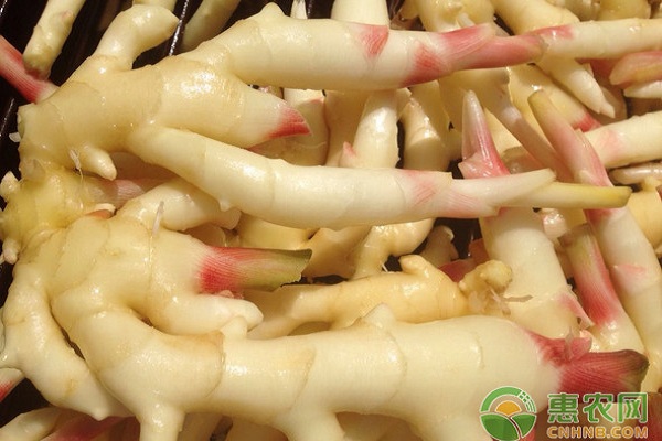 生姜什么時候種？生姜優(yōu)質(zhì)安全高效種植技術(shù)