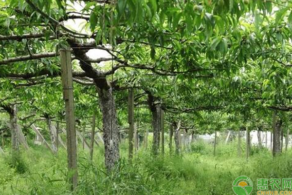 桃樹怎么栽培？“躺著”結(jié)果的桃樹栽培新招