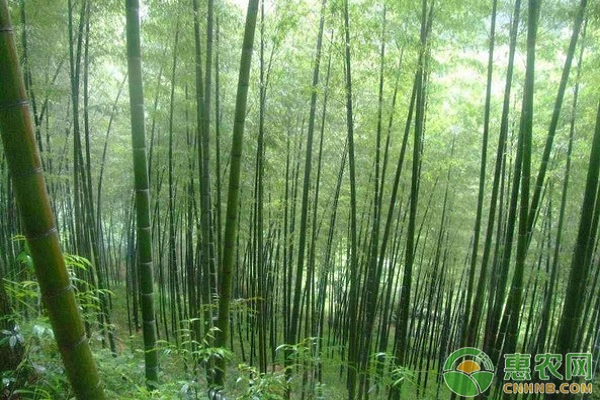 淺談楠竹快速成林豐產(chǎn)技術(shù)要點