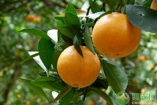 廣西鐘山縣貢柑規(guī)范化高產(chǎn)栽培技術(shù)