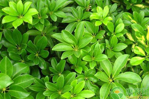 盆栽鵝掌柴繁殖方法及病蟲害防治技術(shù)