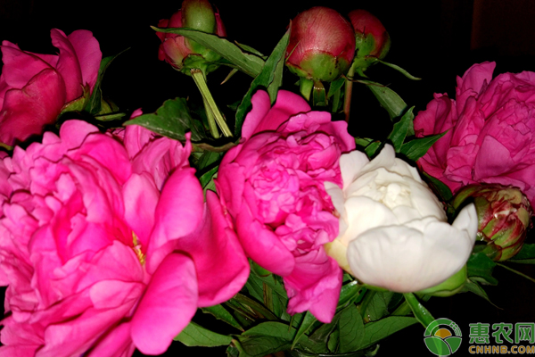 芍藥盆栽養(yǎng)殖方法與注意事項(xiàng)
