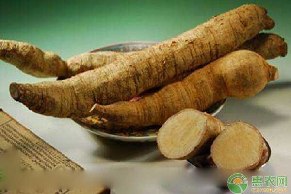 甘甜牛大力怎么種植？甘甜牛大力新品種高效栽培技術(shù)詳解