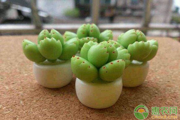 多肉植物新手栽培指南：多肉植物的常見問題解答