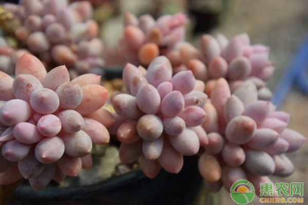 多肉植物新手栽培指南：多肉植物的常見問題解答