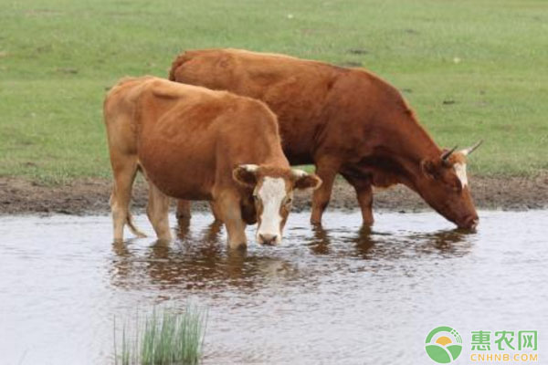 如何提高肉牛養(yǎng)殖效益？五種提高肉牛養(yǎng)殖效益的方法