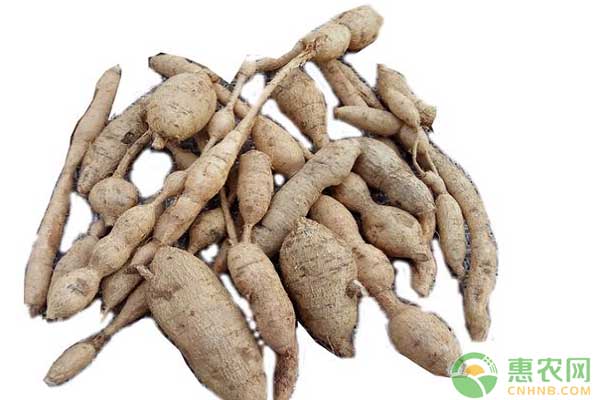 甘甜牛大力怎么種植？甘甜牛大力新品種高效栽培技術(shù)詳解