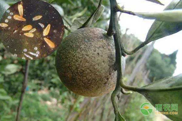 柑橘紅蜘蛛、黃蜘蛛和銹壁虱危害癥狀及防治措施