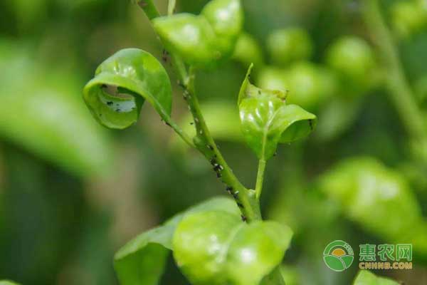 柑橘紅蜘蛛、黃蜘蛛和銹壁虱危害癥狀及防治措施