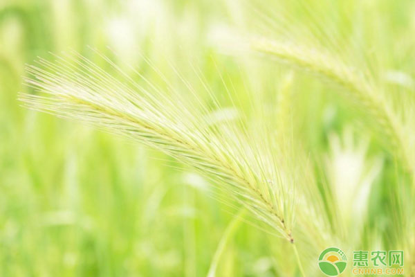 小麥成本低高豐收的種植要點(diǎn)——科學(xué)施肥