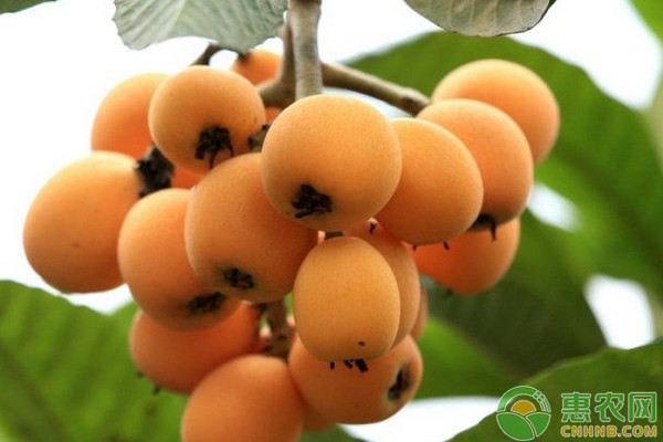 枇杷如何實(shí)現(xiàn)綠色種植？枇杷無(wú)公害高產(chǎn)種植技術(shù)