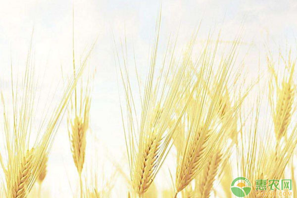 小麥成本低高豐收的種植要點(diǎn)——科學(xué)施肥