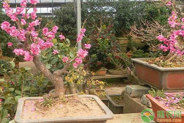 休眠季榆葉梅怎樣修剪？盆栽榆葉梅整形修剪技術(shù)解析