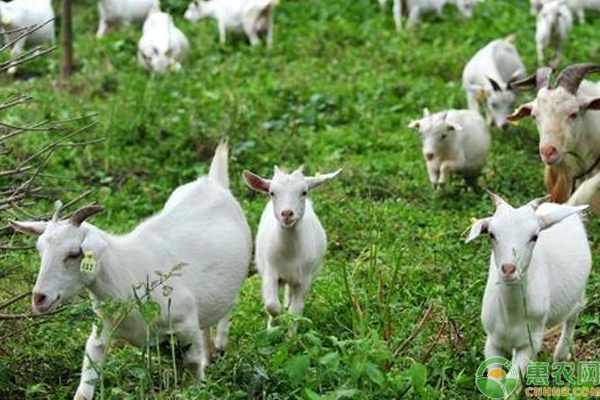 春季牛羊病害怎么预防？三分钟解决春季牛羊养殖的病害技巧