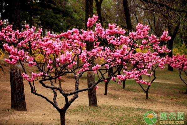休眠季榆葉梅怎樣修剪？盆栽榆葉梅整形修剪技術(shù)解析