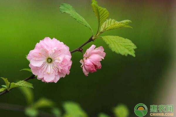 休眠季榆葉梅怎樣修剪？盆栽榆葉梅整形修剪技術(shù)解析