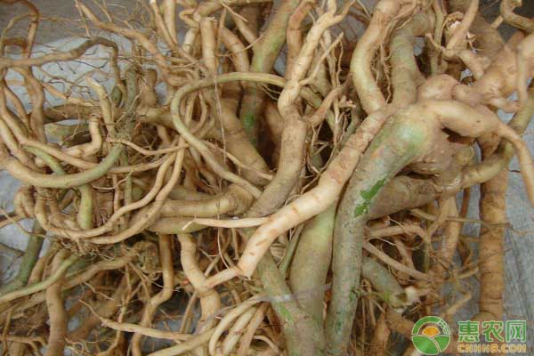 黃花參怎么栽培？自然林林下規(guī)?；追N黃花參栽培技術(shù)