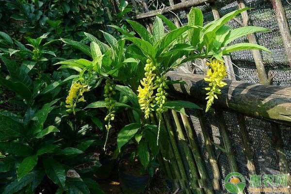 黃花參怎么栽培？自然林林下規(guī)?；追N黃花參栽培技術(shù)