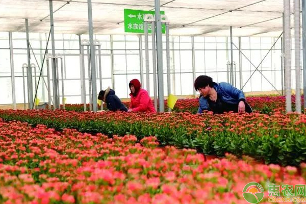 春季花卉种植有那些技巧？春季花卉栽培技巧及管理注意事项