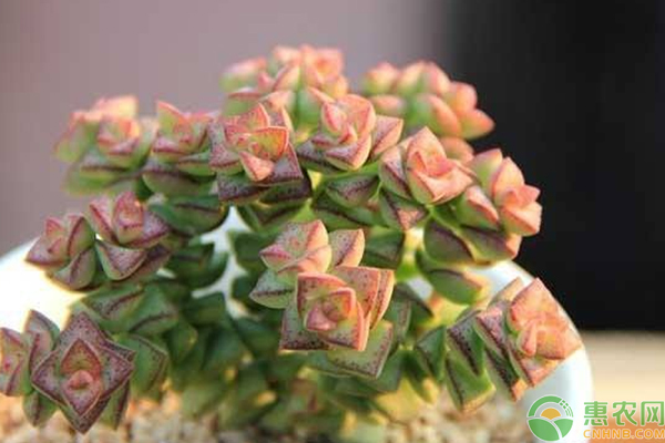 春季花卉种植有那些技巧？