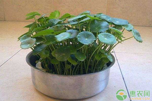 鏡面草怎么養(yǎng)殖？鏡面草養(yǎng)殖的注意要點