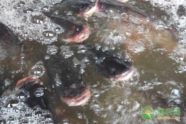 鳙鱼是什么食物？四大家鱼之<a href='https://www.cnhnb.com/t/58709.html' class='j-href' target='_blank'><span style='color:#FF8001'>鳙鱼养殖</span></a>技术