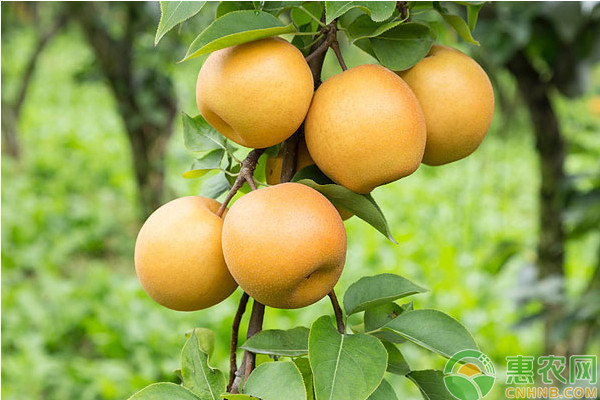 梨樹夏季怎么管理？梨樹夏季修剪技術(shù)要點