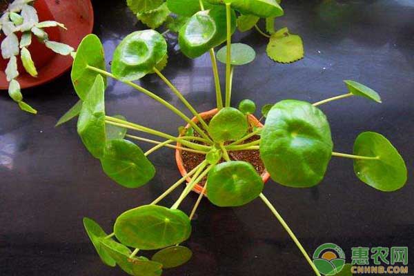 鏡面草怎么養(yǎng)殖？鏡面草養(yǎng)殖的注意要點