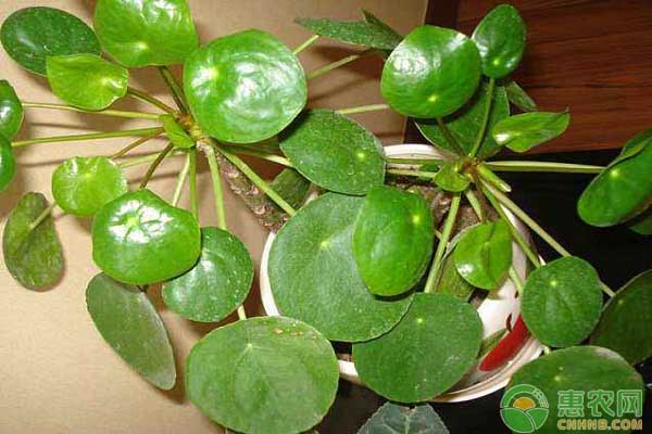 鏡面草怎么養(yǎng)殖？鏡面草養(yǎng)殖的注意要點