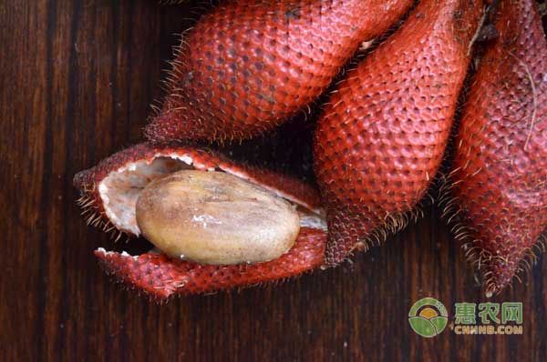 蛇皮果怎么種？東南亞著名水果蛇皮果種植技術(shù)