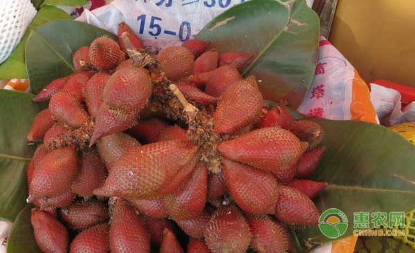 蛇皮果怎么種？東南亞著名水果蛇皮果種植技術(shù)