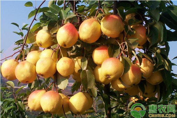 梨樹夏季怎么管理？梨樹夏季修剪技術(shù)要點