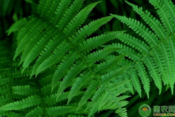 蕨類植物怎么栽培？淺談蕨類植物的栽培要點(diǎn)