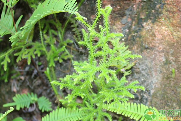 蕨類植物的栽培要點(diǎn)(