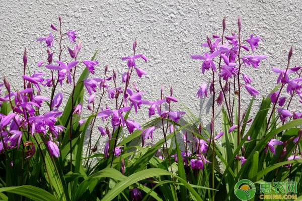 白芨怎么施肥塊莖才能長得壯？白芨種植施肥技術(shù)