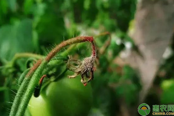 蔬菜蟲(chóng)害怎么一網(wǎng)打盡？蔬菜種植白粉虱、薊馬和紅蜘蛛蟲(chóng)害的防治方法