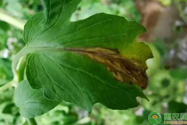 蔬菜種植白粉虱、薊馬和紅蜘蛛蟲(chóng)害的防治方法