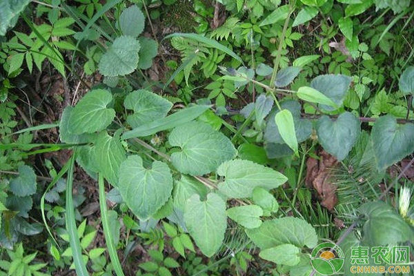 土黨參優(yōu)質栽培技術要點及經(jīng)濟效益分析