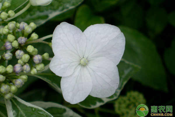 地被植物有哪些？如何养护？地被植物养护技巧