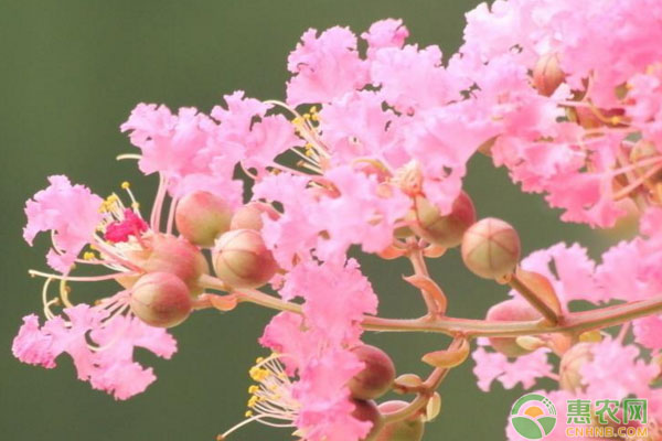 淺談家庭花卉分生繁殖技術(shù)