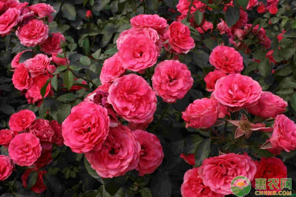 簡(jiǎn)述環(huán)保花卉殺蟲劑自制方法