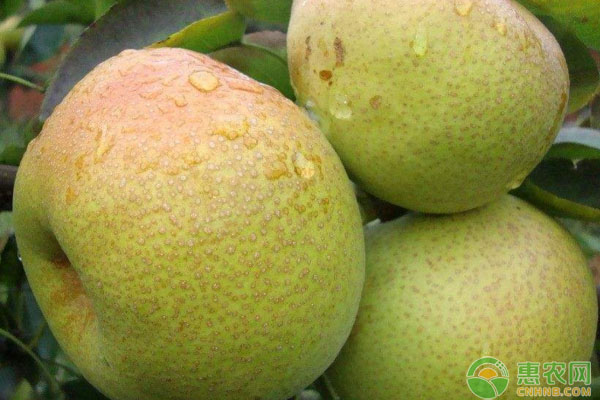 淺析南方早熟梨采后夏秋季管理要點(diǎn)