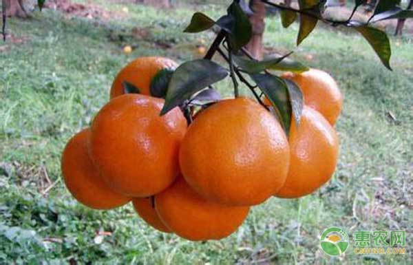 果園怎么管理？果園生態(tài)化管理技術(shù)