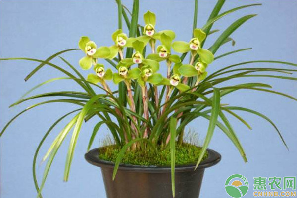 蘭花怎么養(yǎng)？蘭<a href='http://www.iweekee.cn/p/huasheng/' class='j-href' target='_blank'><span style='color:#FF8001'>花生</span></a>態(tài)習(xí)性及栽培管理技術(shù)