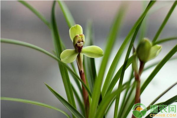 蘭花怎么養(yǎng)？蘭花生態(tài)習(xí)性及栽培管理技術(shù)