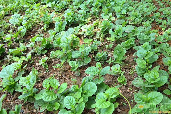 菜怎么防治早衰？防治蔬菜早衰的種植方法