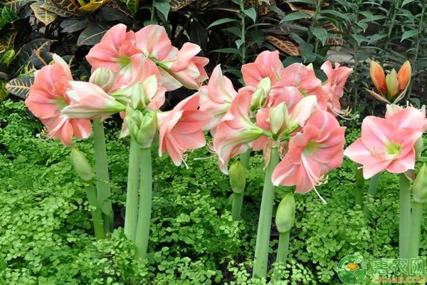 盆栽朱頂紅盆景栽培管理技術(shù)